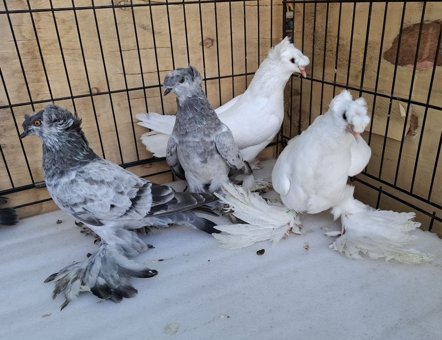 Turkoty niemieckie dwuczube siwe na pasach