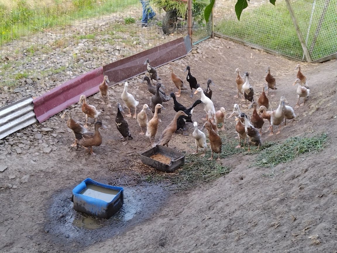 Młode kaczki biegusy