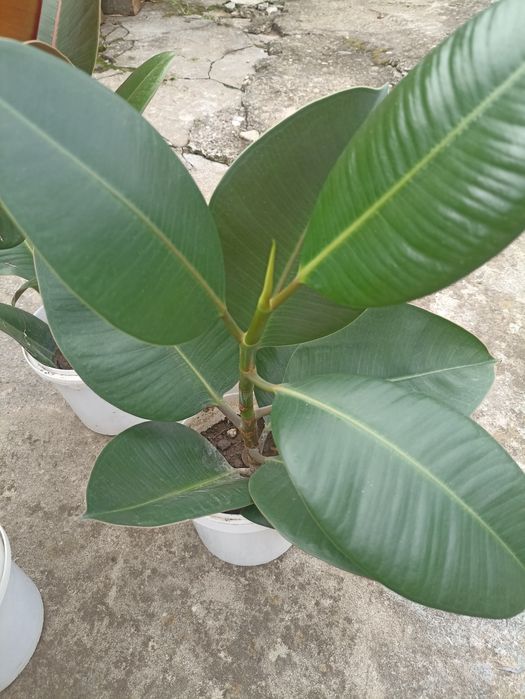 Фікуси.          .