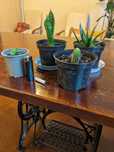 Kaktusy sukulenty aloes tygrys,i opuncja, noga słonia, sanseveria