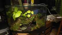 Terrario  40x25x30