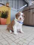 Border collie valor so hoje