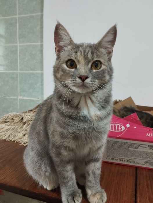 Шукають дім дві кішечки!(Дівчата)