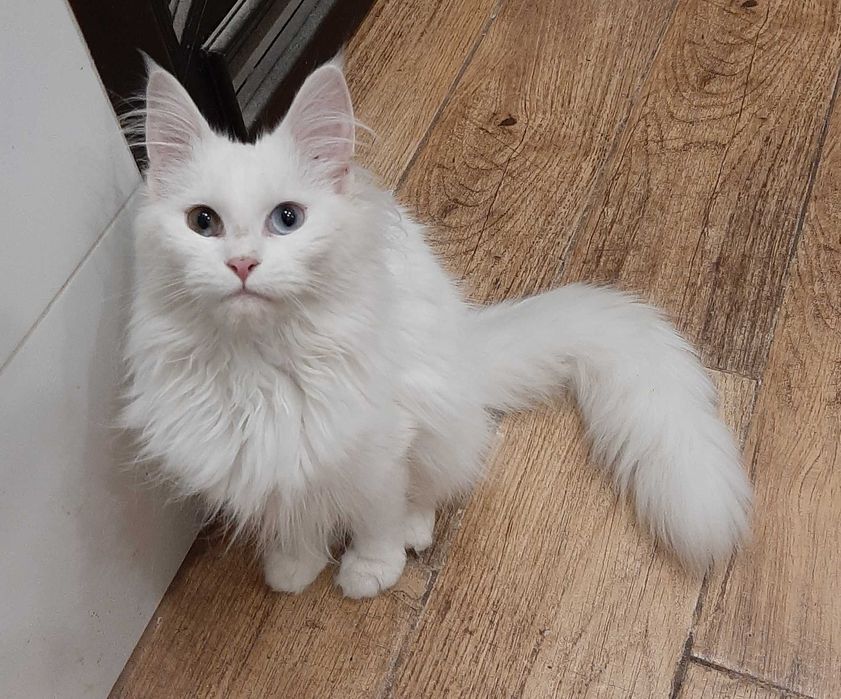 Maine Coon białe i kolorowe kocięta FPL FIFe Kraków ZAPOWIEDŹ MIOTU