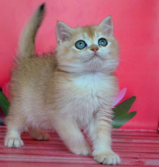 Золота шиншила красуня