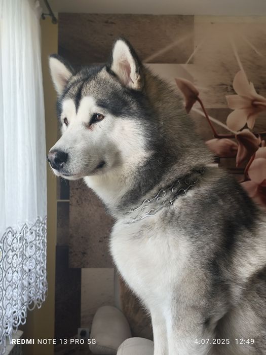 Reproduktor Alaskan Malamut z hodowli Amber z Krainy Śniegu