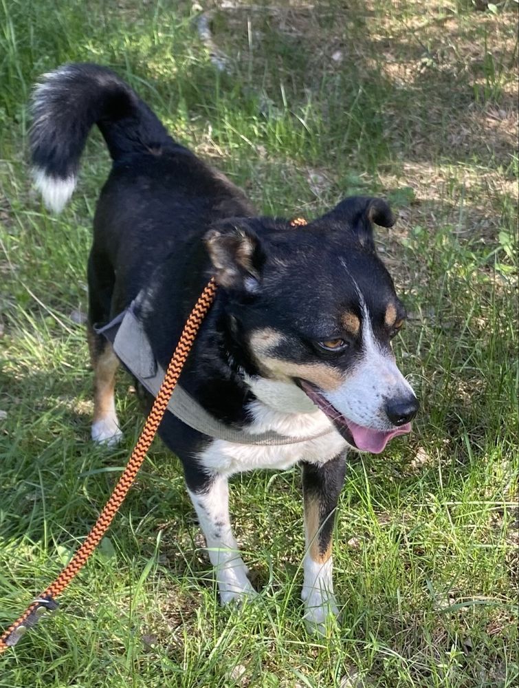 Piesek 3-letni do adopcji