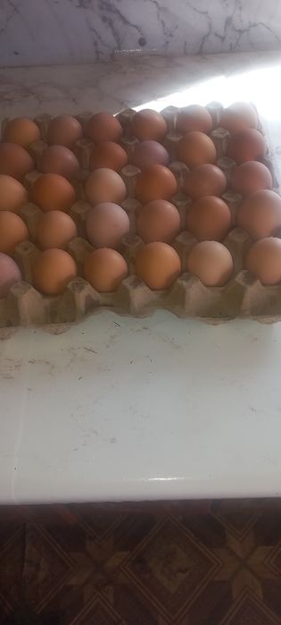 Продам яйця домашні