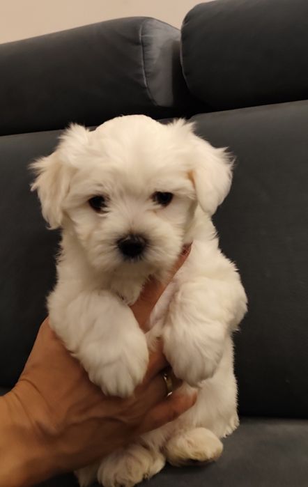 Śluczny Maltańczyk :)