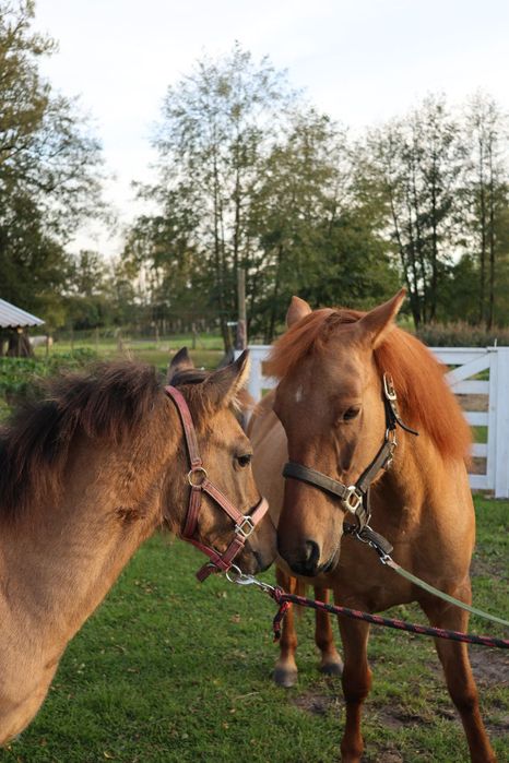 Konik Polski i kuc wierzchowy