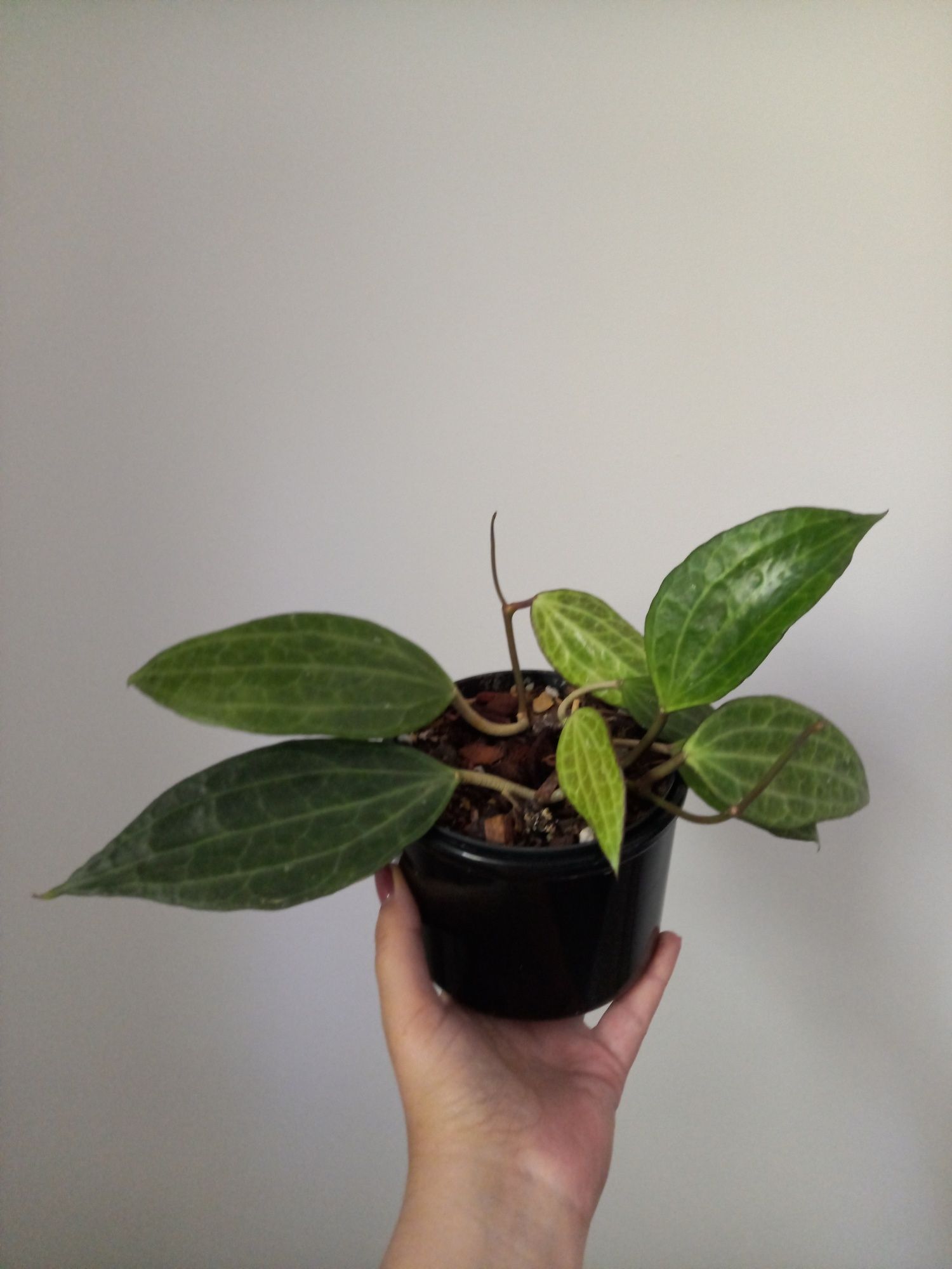 Hoya Macrophylla dwie sadzonki