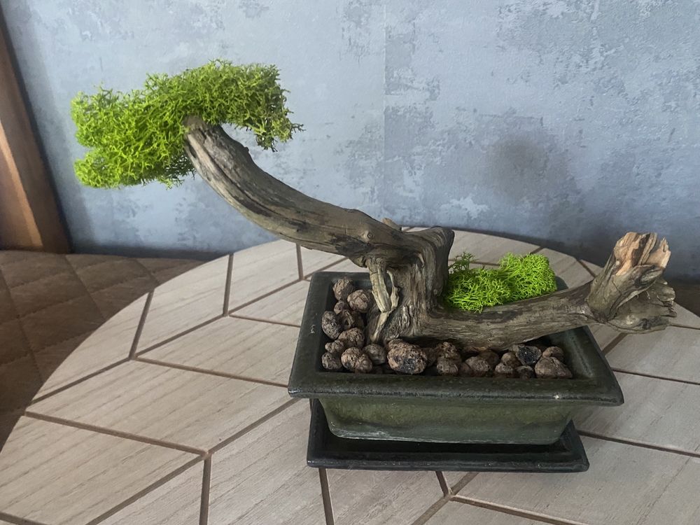 Drzewko bonsai z chrobotkiem kusamono