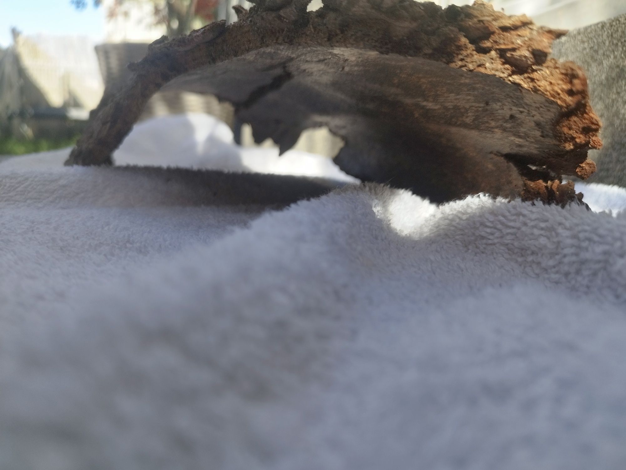 Kora z Dębu. Naturalna. Bardzo duża. Terrarium lub Las w słoiku. Okaz.