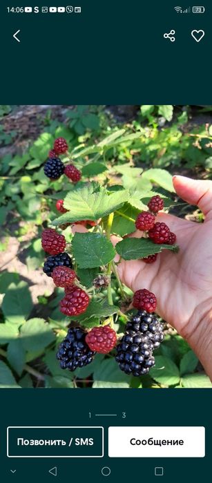Саженцы  ежевики
