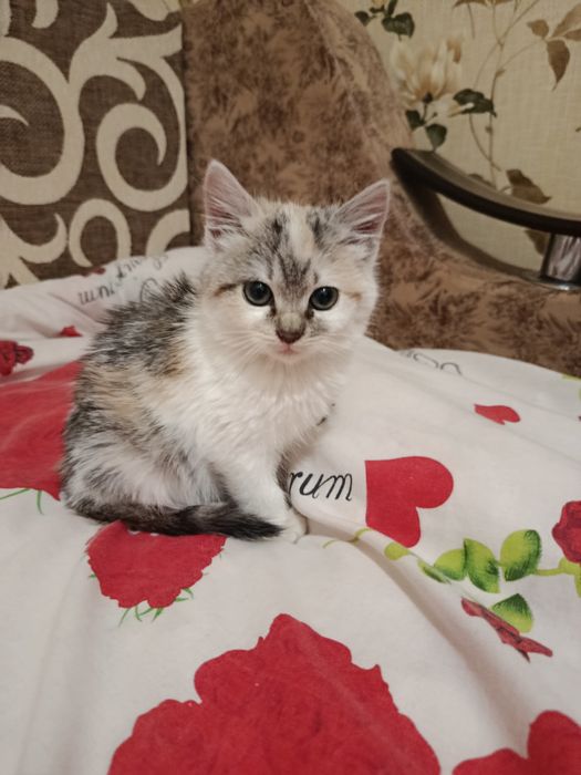 Віддам кішку у гарні руки порода обична місто прилуки