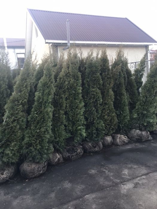 Туя Західна Смарагд1.70 -1.80.Супер!