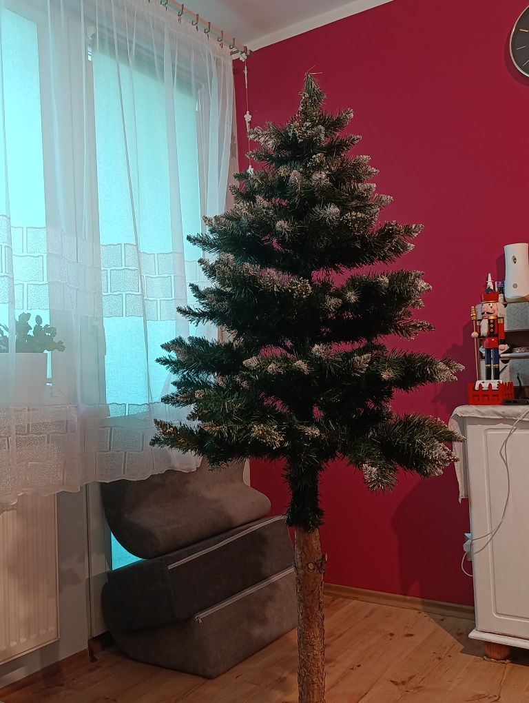 Choinka na pniu bez ozdób
