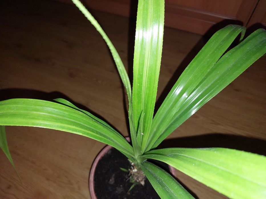 Панданус Вейча.Детки