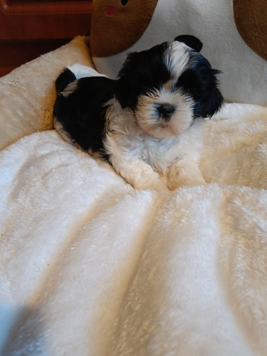 Czarno biały piesek Shih Tzu