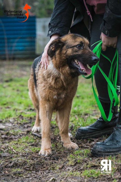 Mendi szuka kochającego domu!