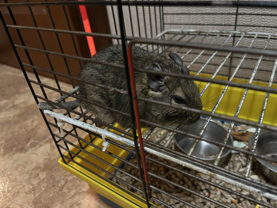 Гризун безкоштовно