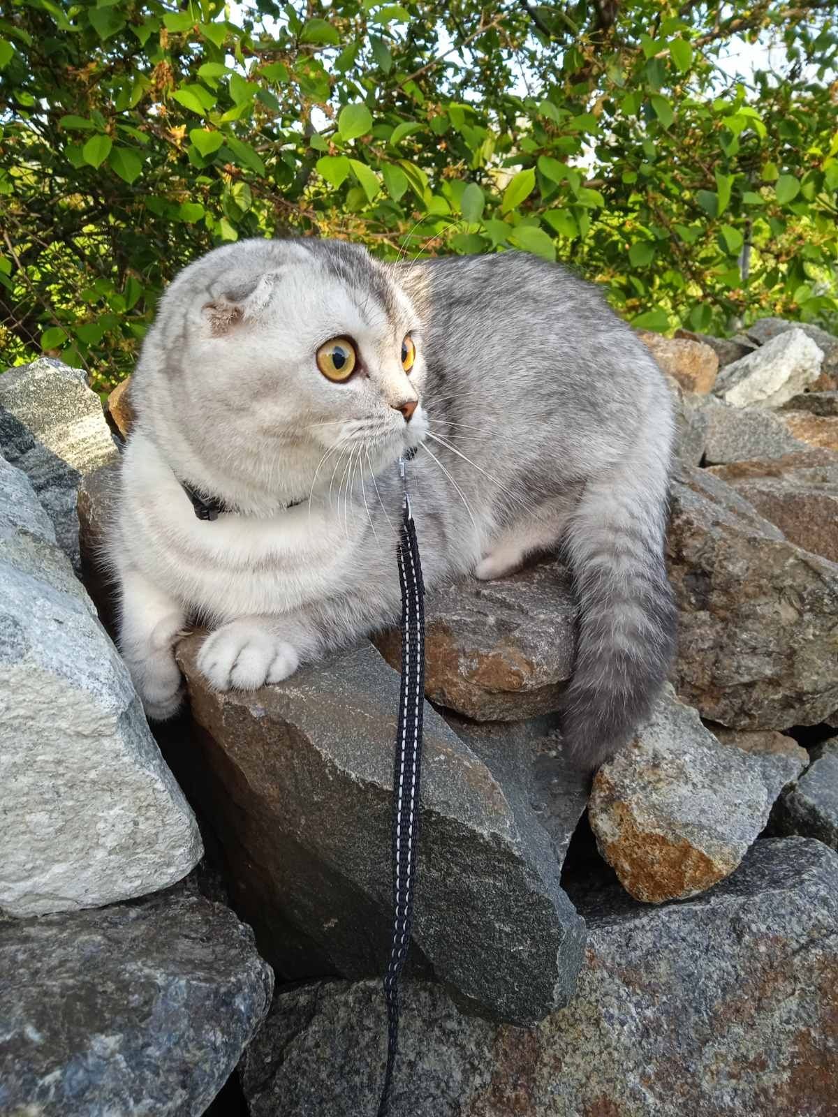 Срібна шиншилла, хлопчик
