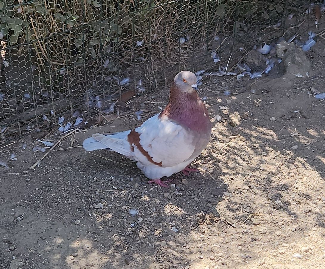 Pombas mondanas .