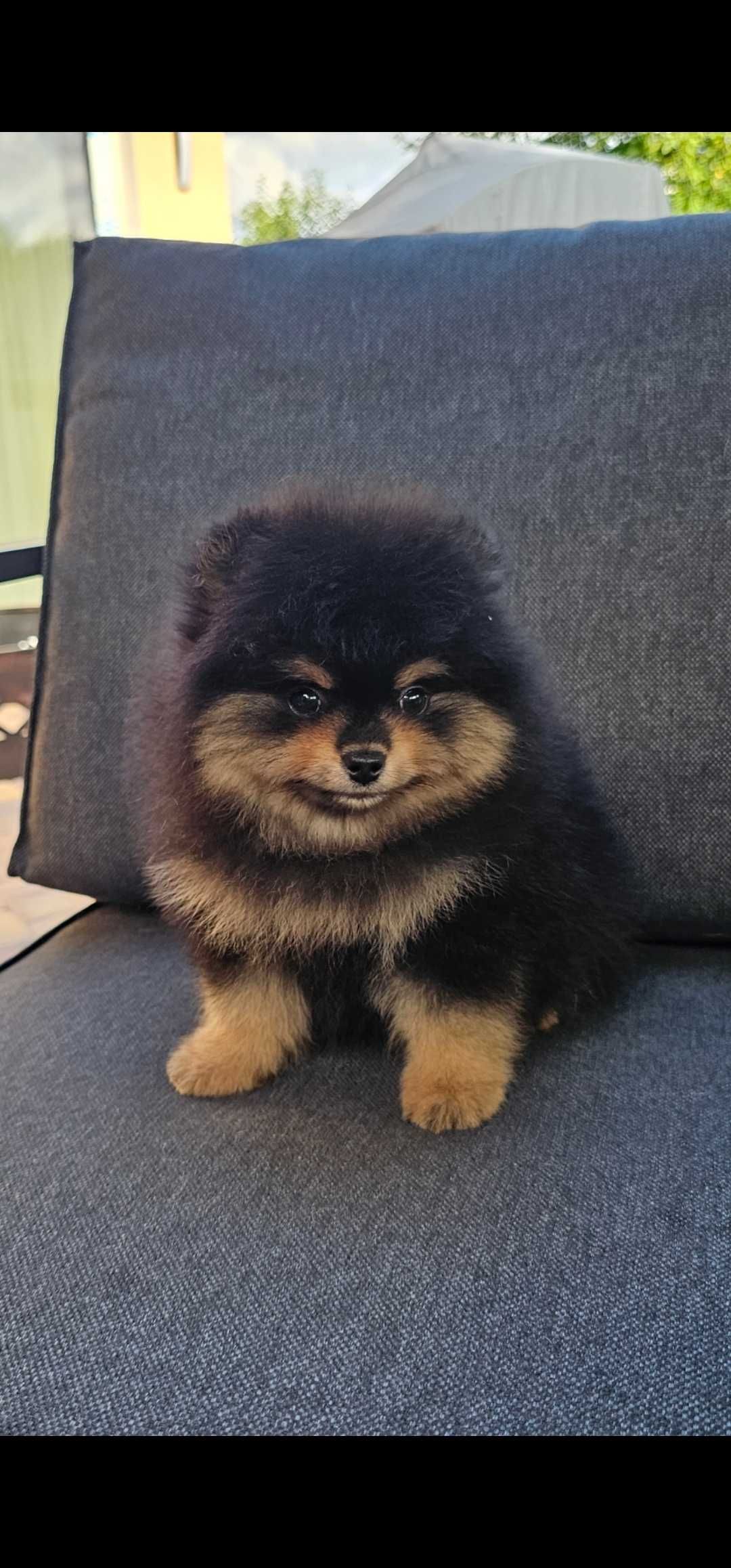 Cudowna dziewczynka black-tan