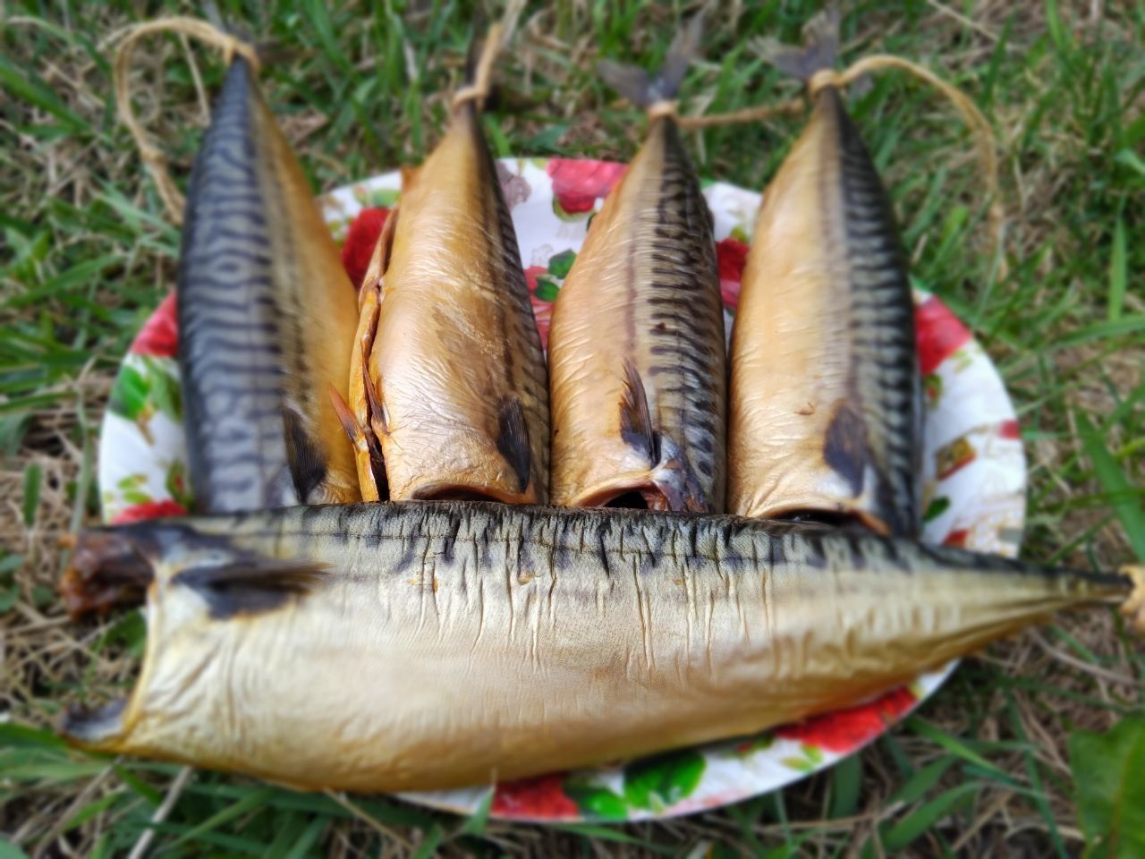 Копчена скумбрія