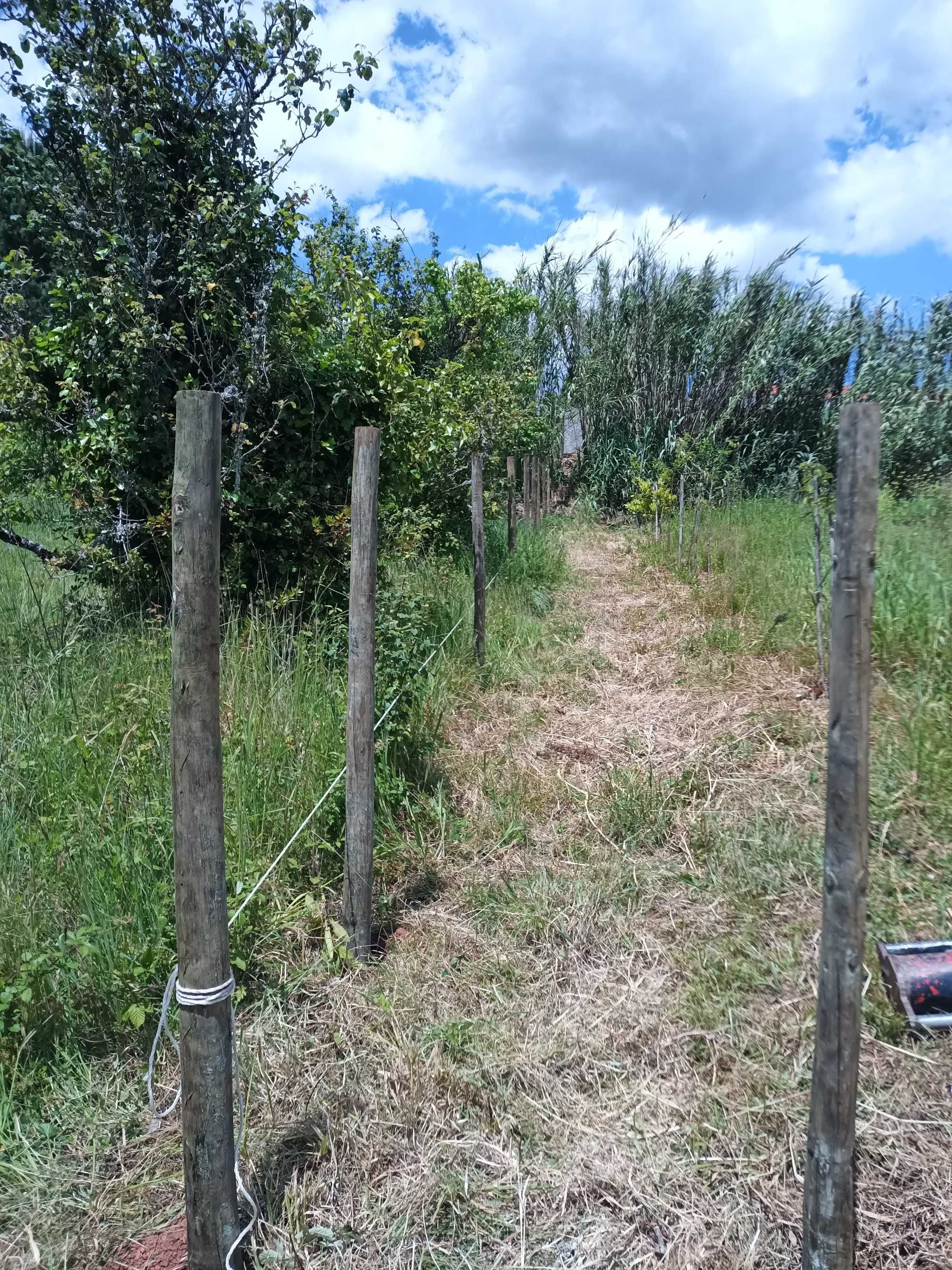 Limpeza de terrenos e manutenção de jardins.