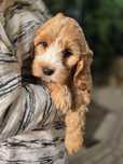 Cockapoo / chłopiec/ cavapoo