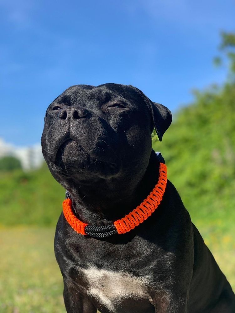 As Coleiras e Trelas mais giras para cão