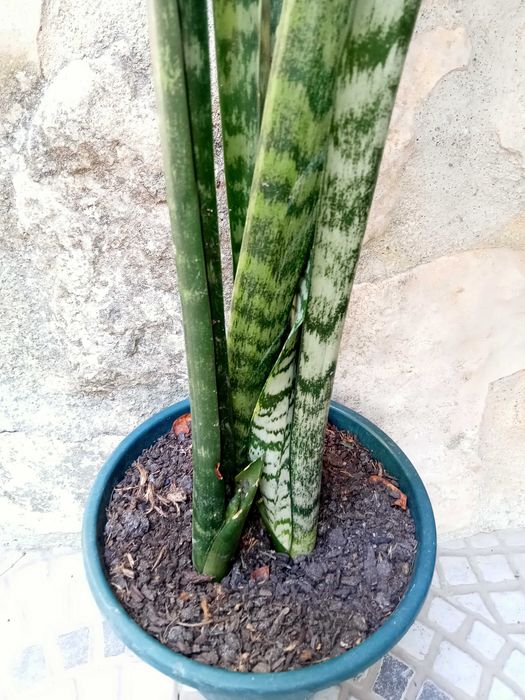 Espadas-de-São-Jorge