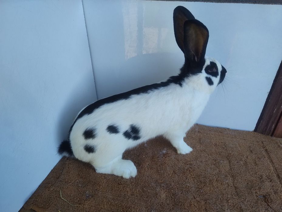 Продам кролів породи Строкач НСВ