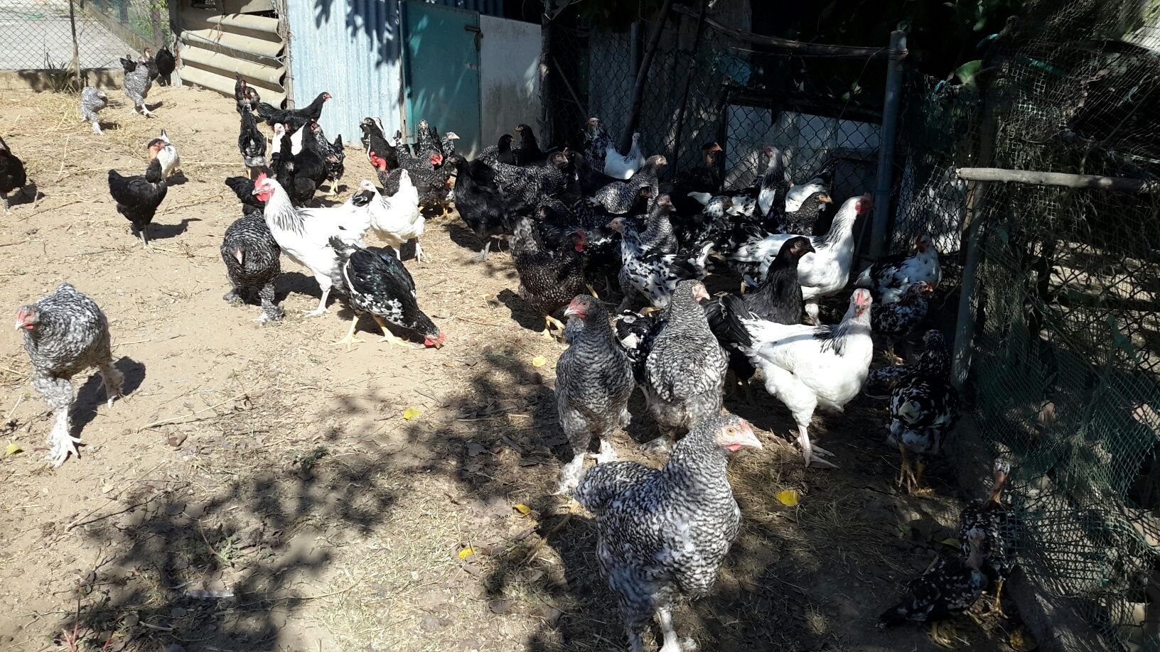 Aves/ Galinhas / Patos