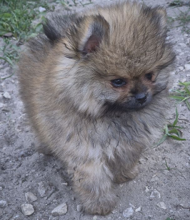 Suczka pomeranian bardzo przytulaśna