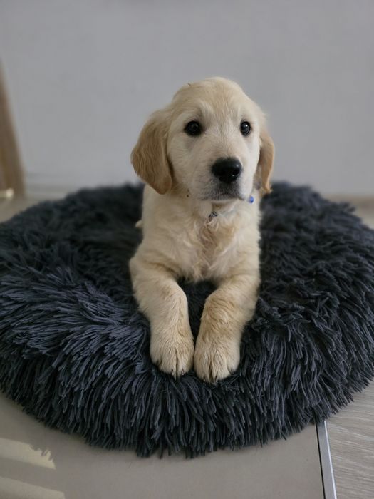 Golden Retriever piesek metryka do odbioru chip szczeniak