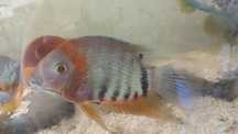 heros severum rocktail  13 a 14 cm