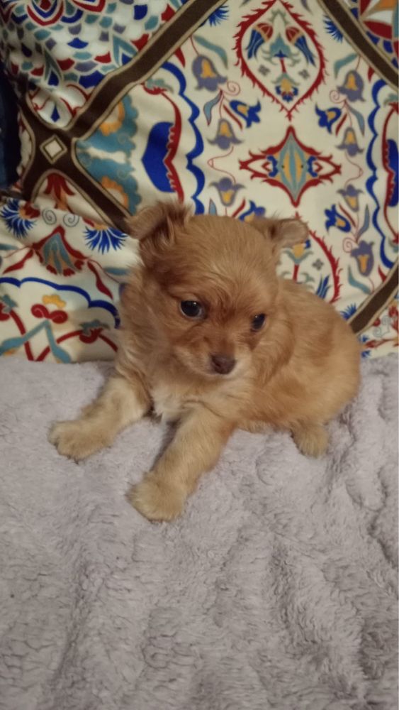 Chihuahua caramelo pelo comprido mini