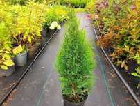 Piękna Tuja Thuja Szmaragd wys.50cm duża donica 3L Usługa sadzenia