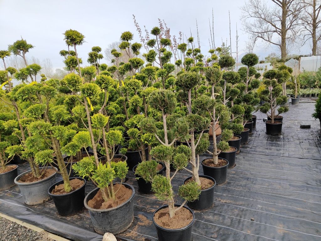 Bonsai cyprys ivone