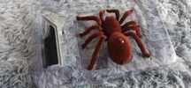Pająk zdalnie sterowany tarantula na pilot