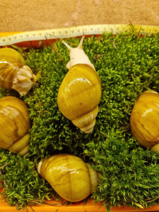 Подарунковий набір УляСет3 Ukrainian White Gold