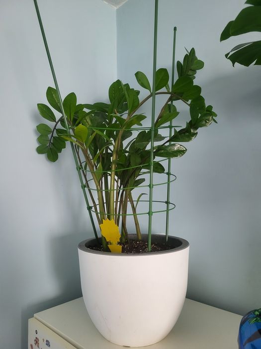 Zamiokulkas Zamiolistny