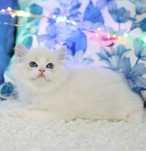 Kocurek Ragdoll blue bicolor lynx, rodowód FPL