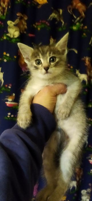 Кошенята в добрі руки.