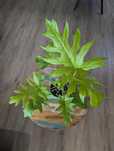 Philodendron warscewiczii 'Aurea' Filodendron duży