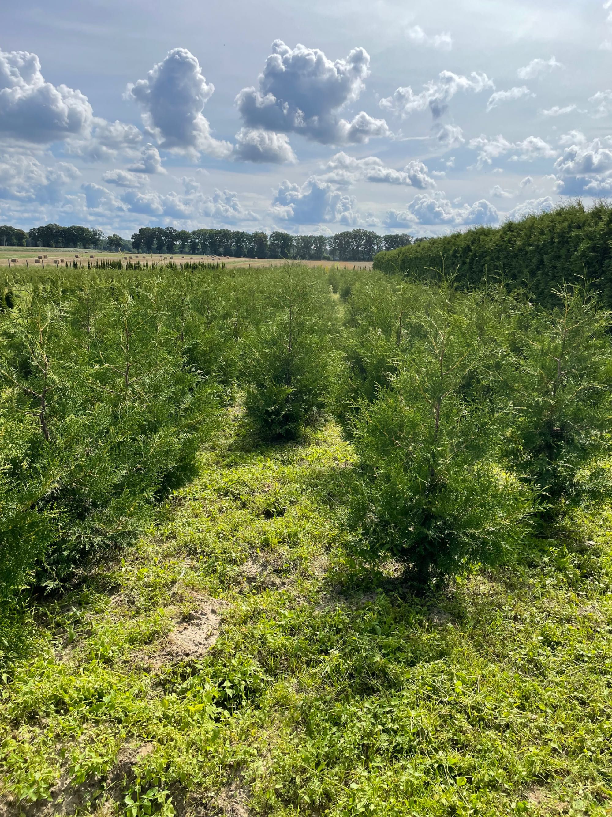 Thuja Braband i Tuja szmaragd