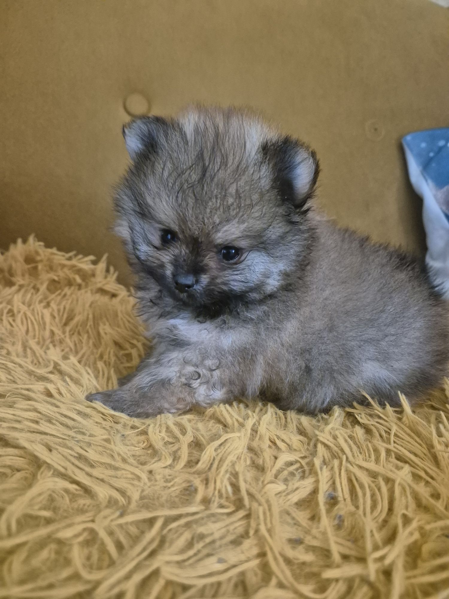 Suczka pomeranian bardzo przytulaśna