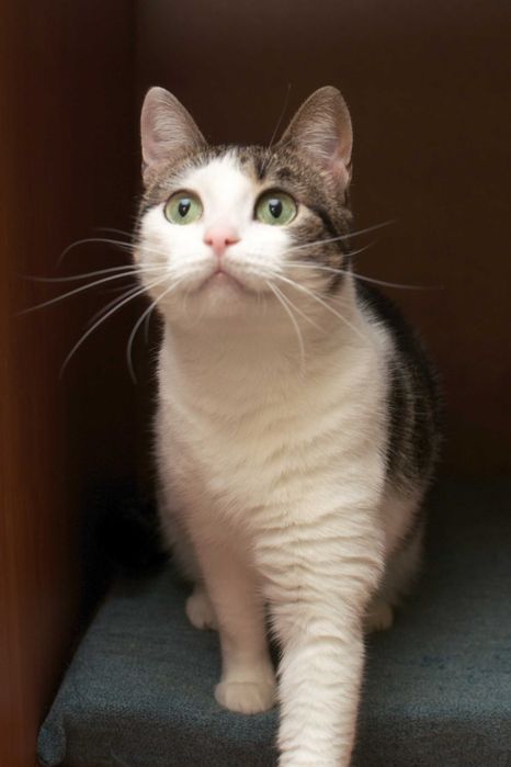 Бася достойна стать домашней